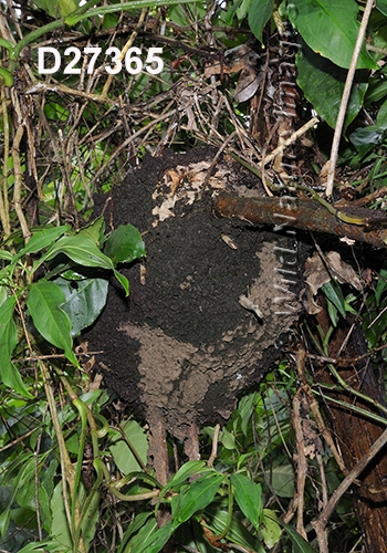 Nasutitermes corniger nest